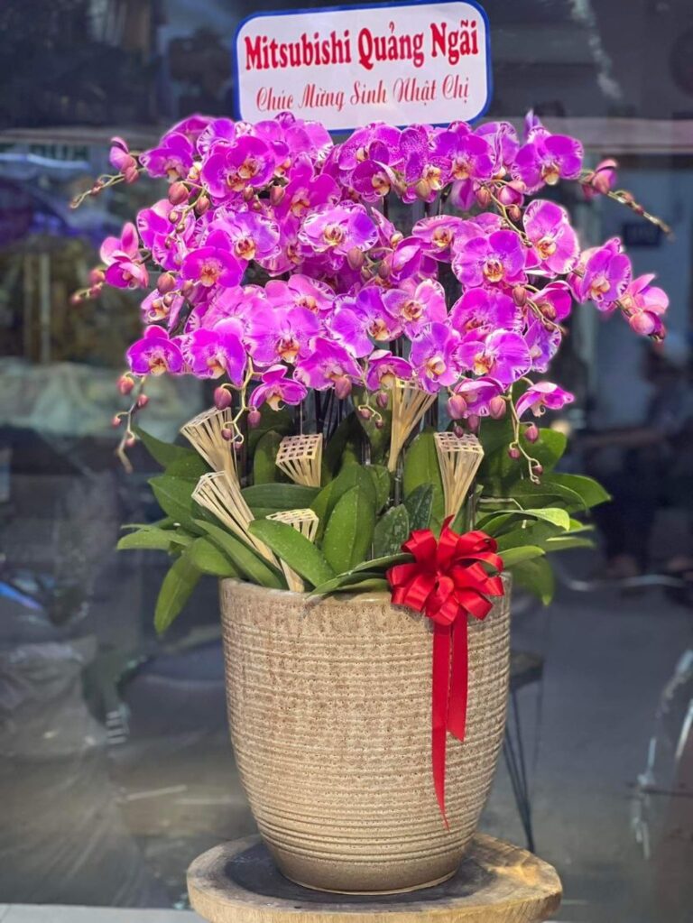 Hoa Lan Hồ Điệp Vũng Tàu