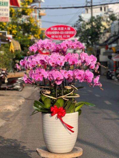 Bó hoa chúc mừng (Lộc trường phát) rực rỡ và sang trọng, thích hợp cho mọi dịp kỷ niệm và sự kiện đặc biệt.