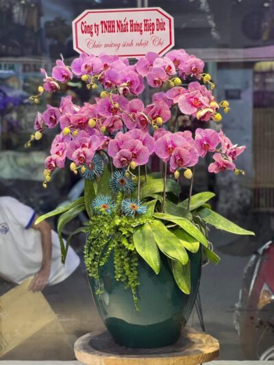 Chậu hoa chúc mừng (Lộc trường phát) tươi vui và màu sắc, thích hợp cho nhiều dịp kỷ niệm và sự kiện đặc biệt.