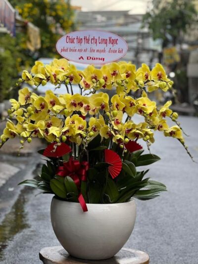 Hoa chúc mừng: Chậu Hoa Lan vàng đón thần tài - Rực rỡ và sang trọng, biểu tượng của may mắn và thịnh vượng, lựa chọn hoàn hảo cho mọi dịp kỷ niệm.
