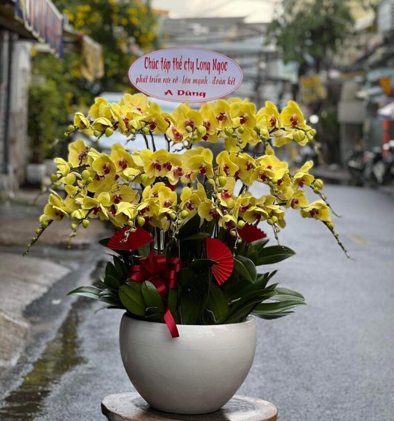 Hoa chúc mừng: Chậu Hoa Lan vàng đón thần tài - Rực rỡ và sang trọng, biểu tượng của may mắn và thịnh vượng, lựa chọn hoàn hảo cho mọi dịp kỷ niệm.