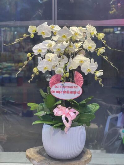 Chậu hoa chúc mừng với Hoa Hồ Điệp trắng sang trọng, tinh tế, biểu tượng cho sự thanh khiết và may mắn, lý tưởng cho gia chủ phát tài.
