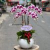 Hoa lan hồ điệp tím (Gia chủ phát tài) thanh lịch, nổi bật với sự duyên dáng và quý phái