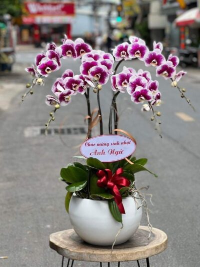 Hoa lan hồ điệp tím (Gia chủ phát tài) thanh lịch, nổi bật với sự duyên dáng và quý phái