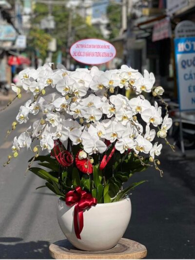 Hoa chúc mừng: Chậu hoa Phong Lan Hồ Điệp trắng - Tượng trưng cho sự thanh cao và may mắn, hoàn hảo để chúc gia chủ phát tài và thịnh vượng.