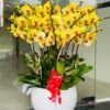 Hoa chúc mừng với phong lan hồ điệp vàng (Thiên niên vạn lộc) sang trọng, biểu tượng của sự giàu sang và may mắn.