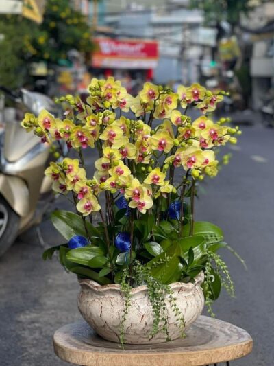 Hoa chúc mừng: Chậu Phong Lan Hồ Điệp Vàng - Quý phái, sang trọng, biểu tượng của sự thịnh vượng và may mắn, lựa chọn tuyệt vời cho mọi dịp kỷ niệm.