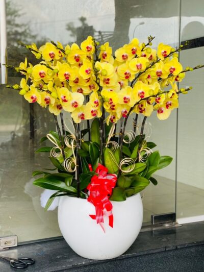 Hoa chúc mừng với phong lan hồ điệp vàng (Thiên niên vạn lộc) sang trọng, biểu tượng của sự giàu sang và may mắn.