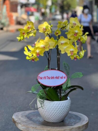 Hoa lan hồ điệp (Thiên niên vạn lộc) với vẻ đẹp thanh tao và biểu tượng của sự thịnh vượng.