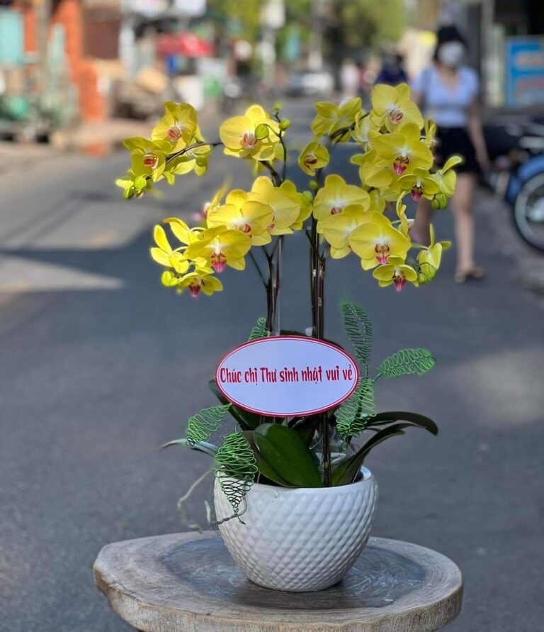 Hoa lan hồ điệp (Thiên niên vạn lộc) với vẻ đẹp thanh tao và biểu tượng của sự thịnh vượng.