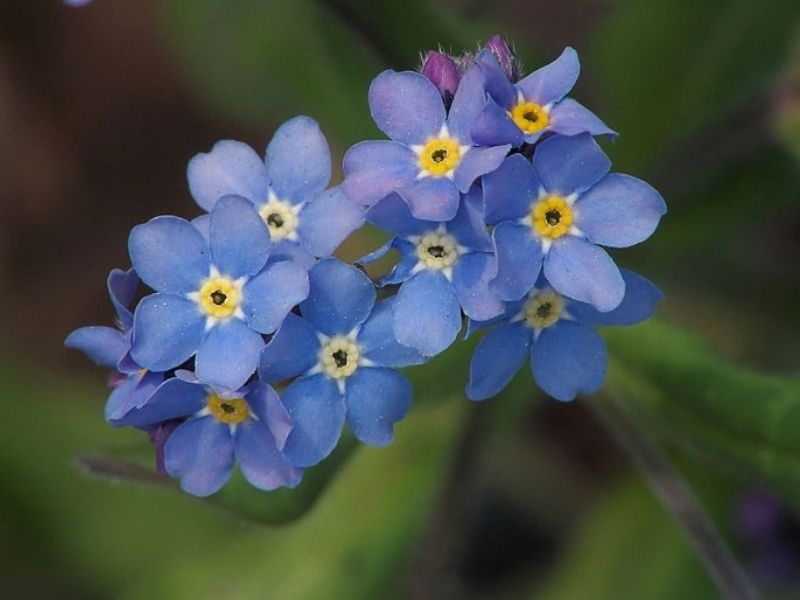 Dac trung ve nguon goc va dac diem cua hoa Luu Ly