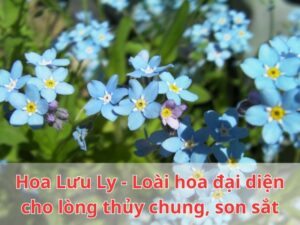 Hoa Luu Ly Loai hoa dai dien cho long thuy chung son sat