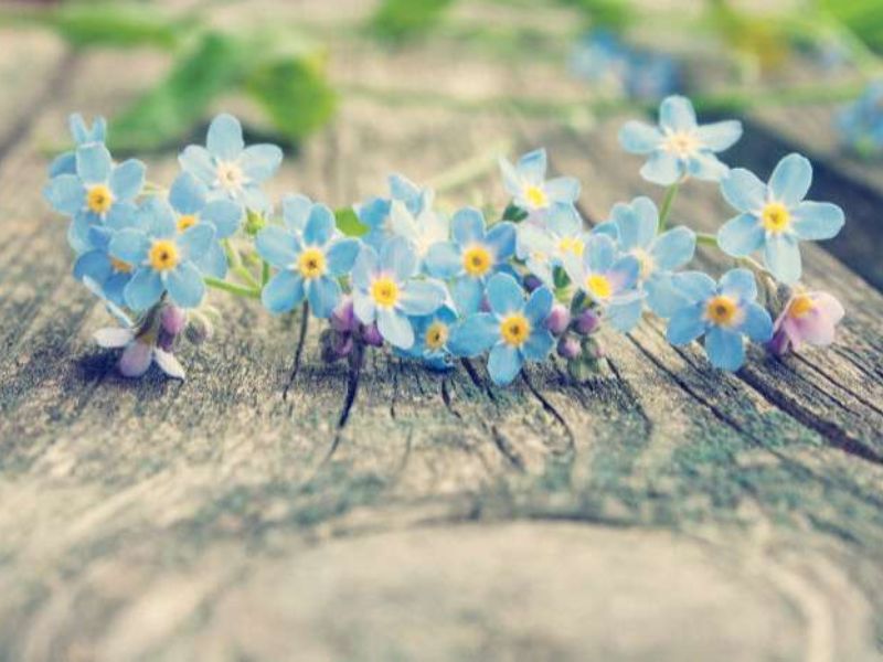 Hoa Luu Ly Loai hoa dai dien cho long thuy chung trong tinh yeu