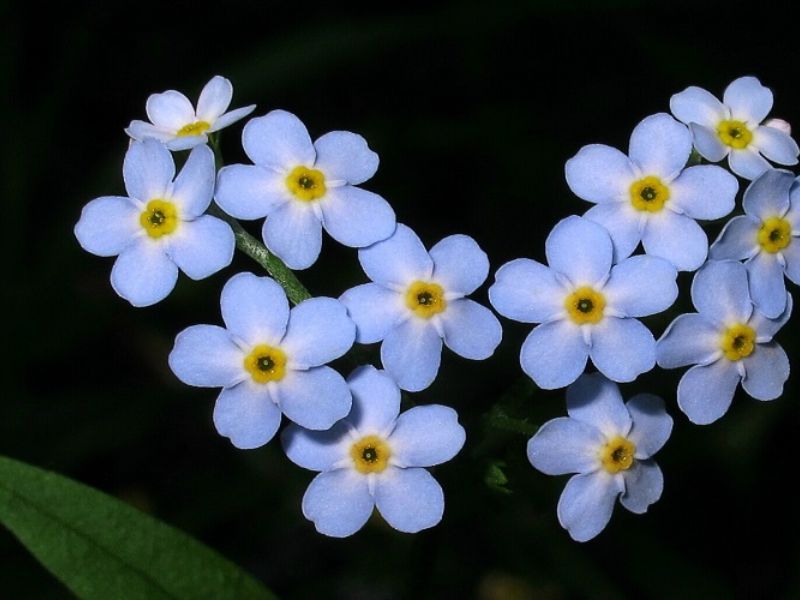 Hoa Luu Ly Loai hoa mang nhieu y nghia trong cuoc song