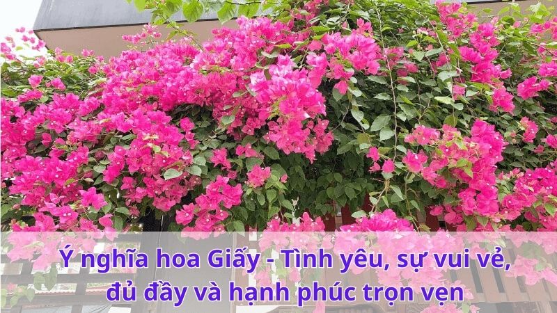 Y nghia hoa Giay Tinh yeu su vui ve du day va hanh phuc tron ven