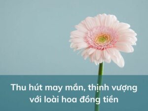 hoa dong tien