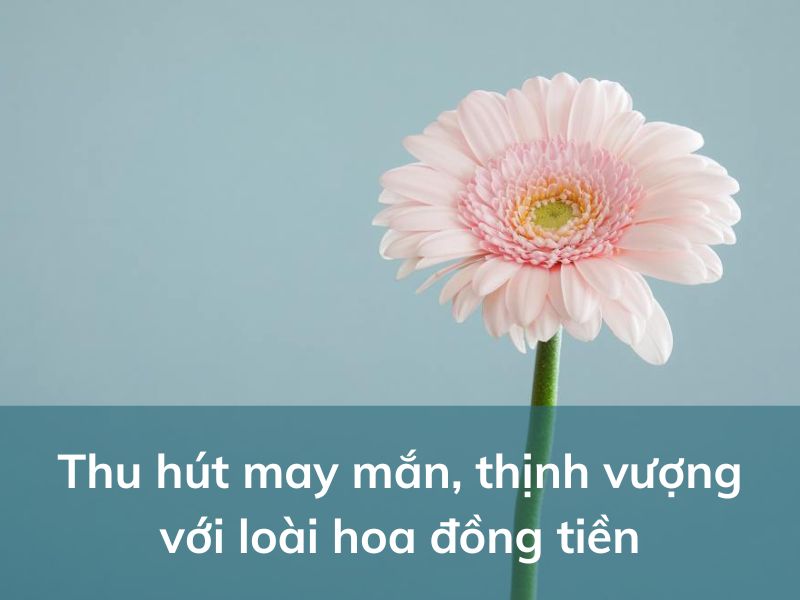 hoa dong tien