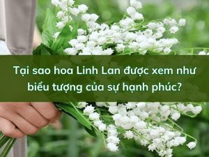 hoa linh lan