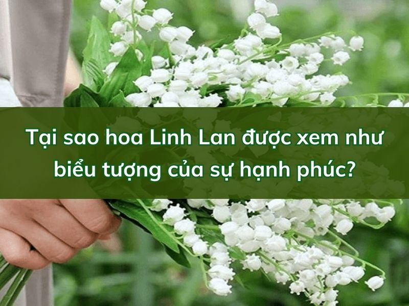 hoa linh lan