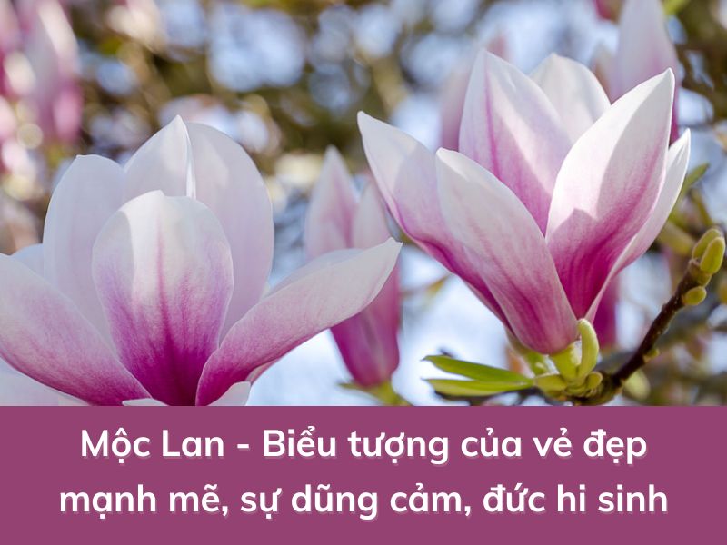 hoa moc lan