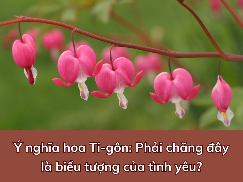 Ý nghĩa hoa Ti-gôn: Phải chăng đây là biểu tượng của tình yêu? hoa tigon