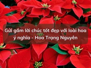 hoa trang nguyen