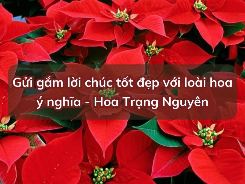 Ý nghĩa Gửi gắm lời chúc tốt đẹp với loài Hoa Trạng Nguyên hoa trang nguyen