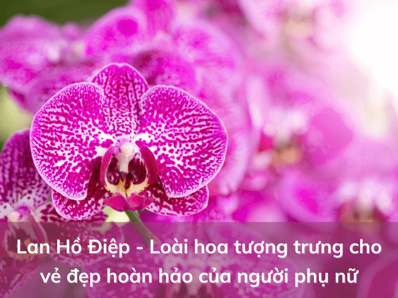 Lan Hồ Điệp - Loài hoa tượng trưng cho vẻ đẹp san trọng lan ho diep