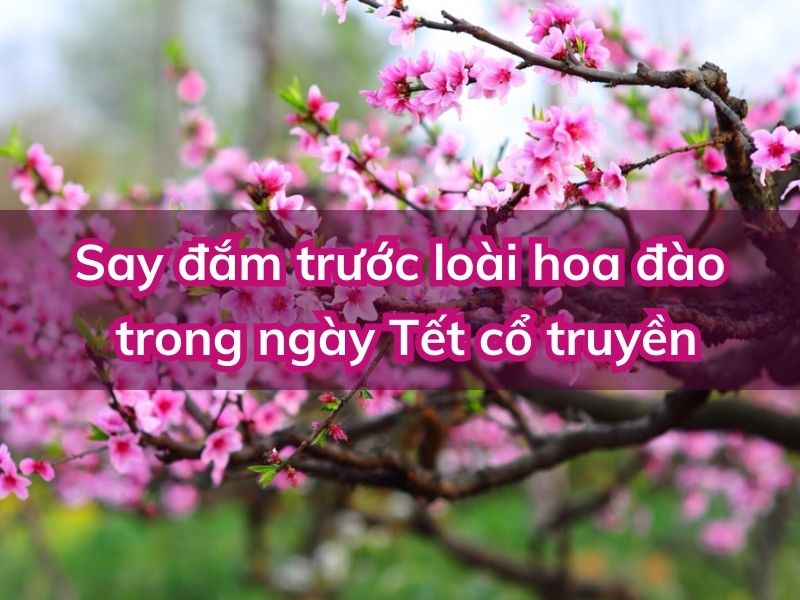 Say đắm trước loài hoa đào trong ngày Tết cổ truyền hoa dao
