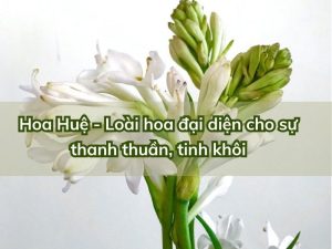 hoa hue