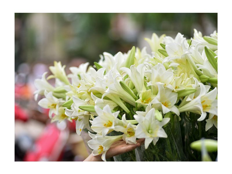 Hoa huệ tây có tên tiếng Anh là Lilium Longiflorum