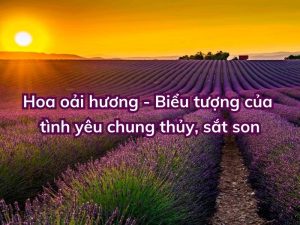 hoa oai huong