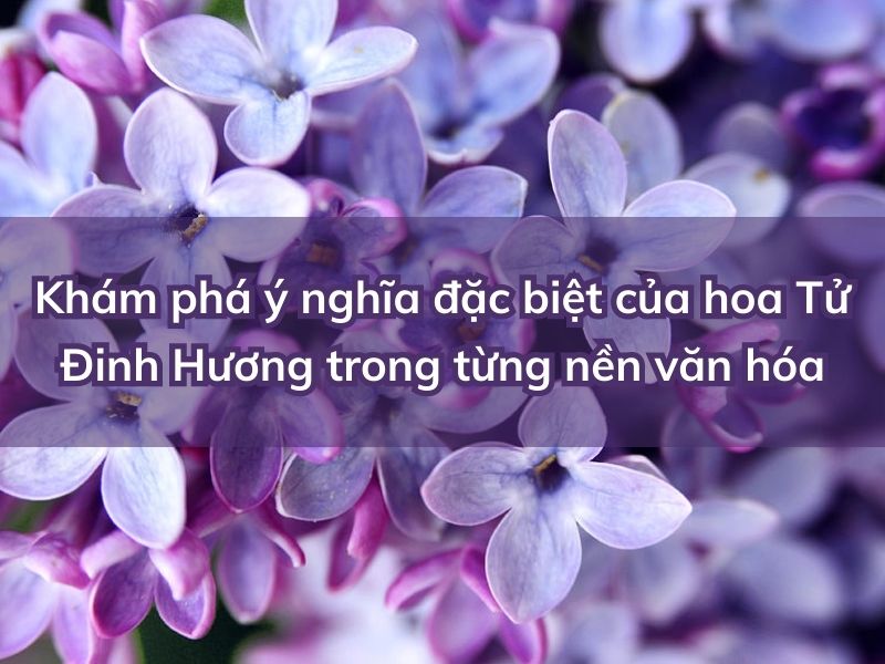 Ý nghĩa của hoa Tử Đinh Hương trong từng nền văn hóa hoa tu dinh huong