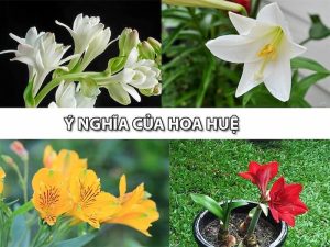 Ý nghĩa của hoa Huệ Tây trong các nền văn hóa