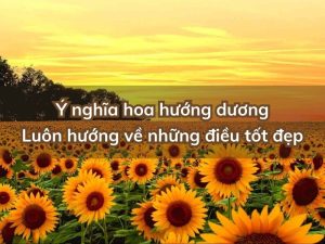 y nghia hoa huong duong