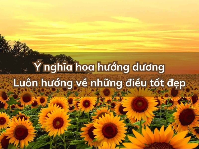 Ý nghĩa hoa hướng dương: Luôn hướng về những điều tốt đẹp y nghia hoa huong duong