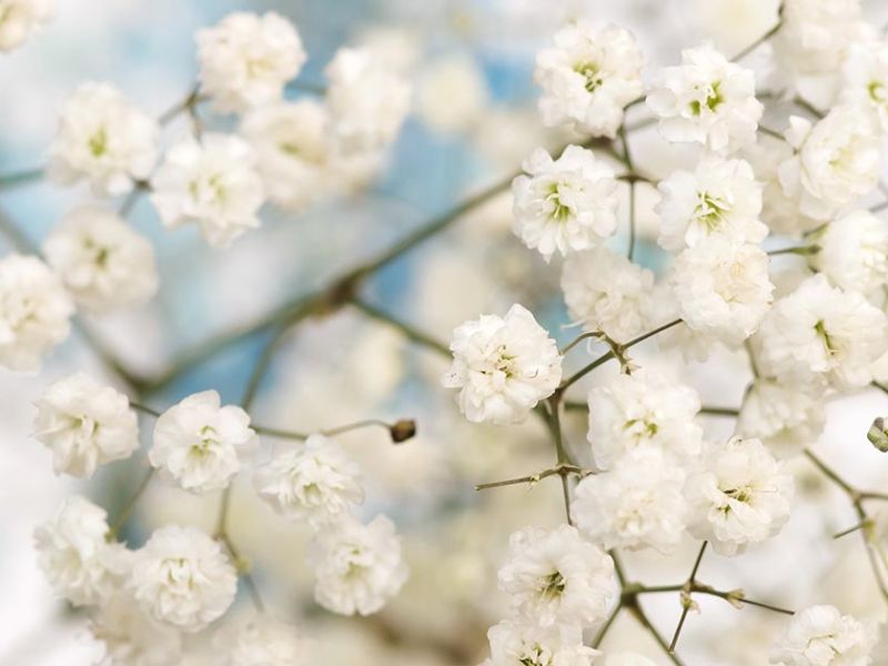 Hoa baby - Món quà thể hiện tình cảm chân thành ý nghĩa hoa baby