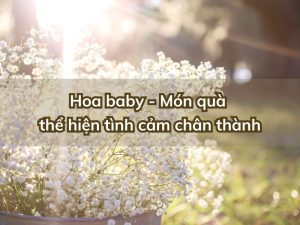 ý nghĩa hoa baby