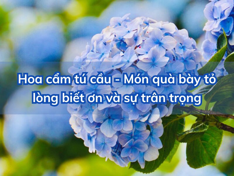 y-nghia-hoa-cam-tu-cau
