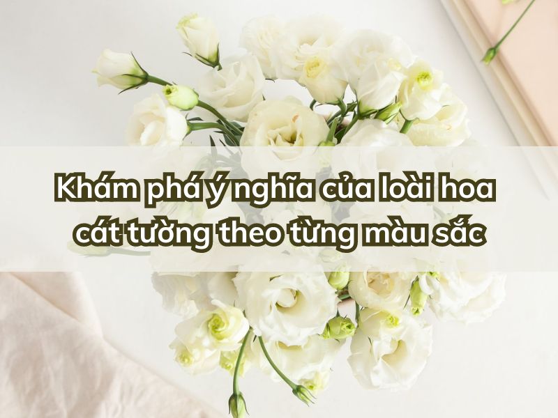y-nghia-hoa-cat-tuong