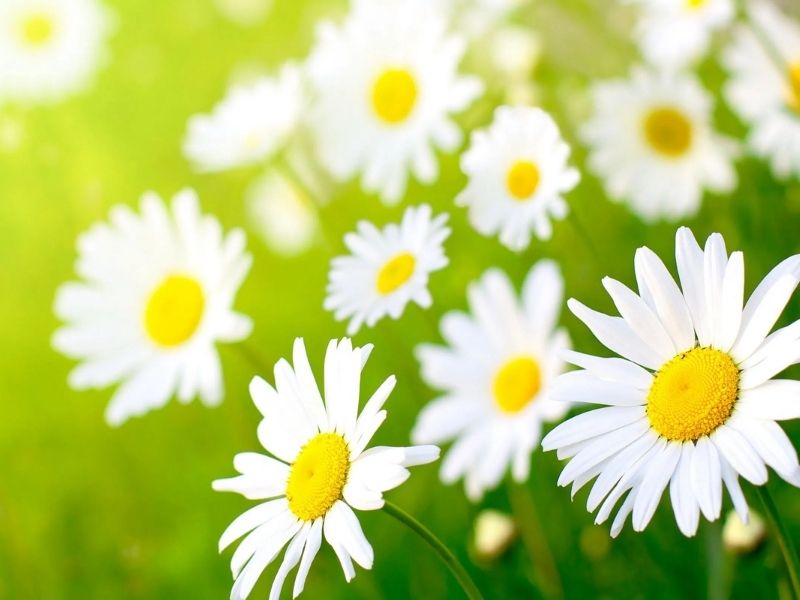 Hoa Cúc họa mi - Ý nghĩa ẩn trong vẻ đẹp hoang dại ý nghĩa hoa cúc họa mi