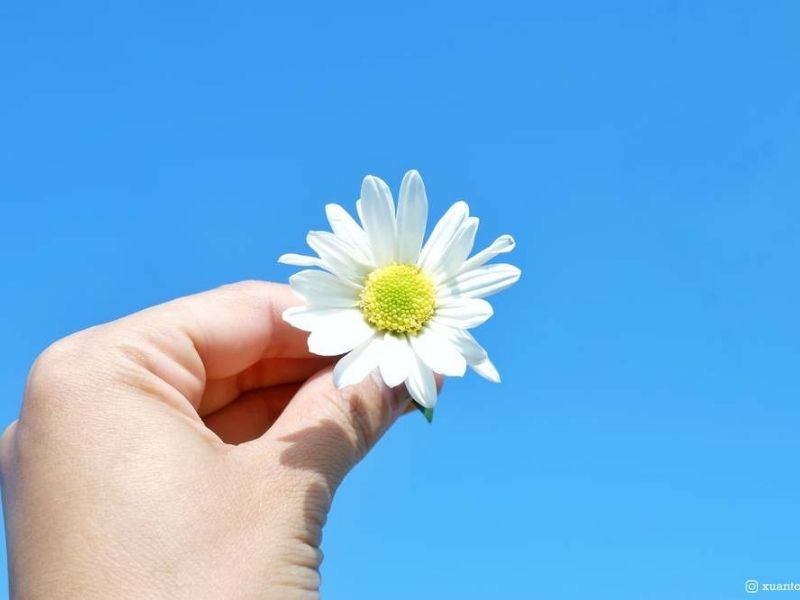 Hoa Cúc họa mi - Ý nghĩa ẩn trong vẻ đẹp hoang dại ý nghĩa hoa cúc họa mi