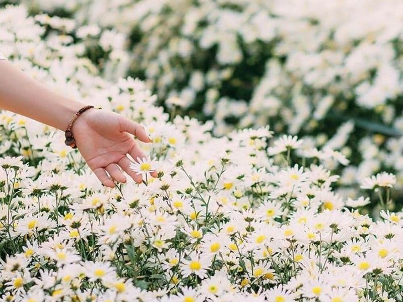 Hoa Cúc họa mi - Ý nghĩa ẩn trong vẻ đẹp hoang dại ý nghĩa hoa cúc họa mi