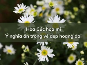 y nghia hoa cuc hoa mi