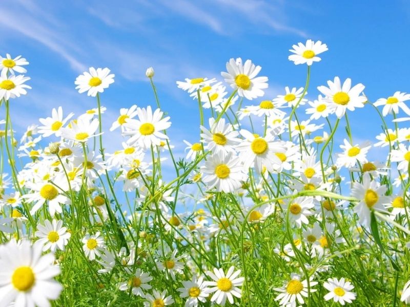 Hoa Cúc họa mi - Ý nghĩa ẩn trong vẻ đẹp hoang dại ý nghĩa hoa cúc họa mi