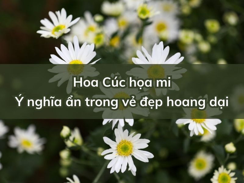 Hoa Cúc họa mi - Ý nghĩa ẩn trong vẻ đẹp hoang dại y nghia hoa cuc hoa mi