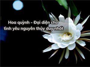 y nghia hoa quynh