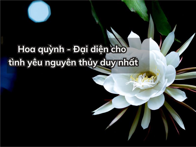 Ý Nghĩa Hoa Quỳnh - Đại diện cho tình yêu chung thủy y nghia hoa quynh