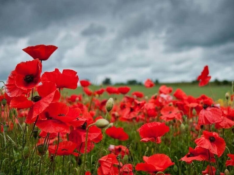 y-nghia-hoa-anh-tuc-3