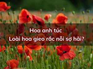 y-nghia-hoa-anh-tuc